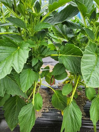 김창순님의 참깨 · 영농일지 작성글 사진