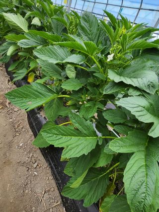 김창순님의 참깨 · 영농일지 작성글 사진