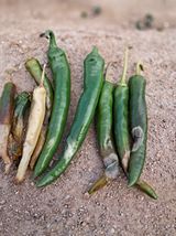 팜모닝 고추·병해충상담 게시글 이미지