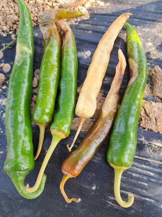 황갑순님의 고추 · 병해충상담 작성글 사진