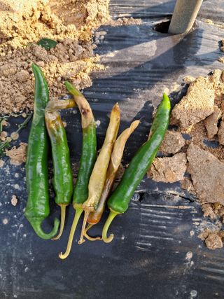 황갑순님의 고추 · 병해충상담 작성글 사진