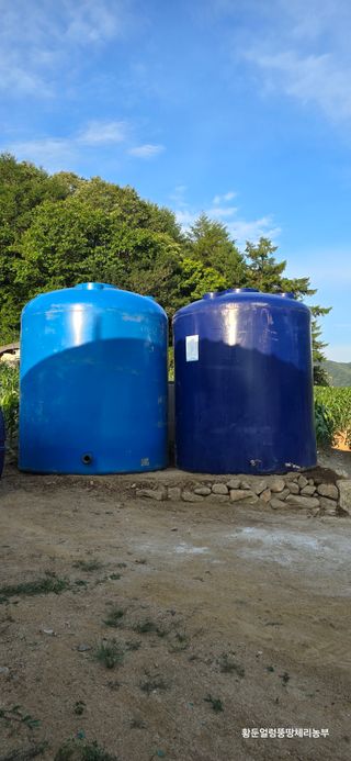 황둔얼렁뚱땅체리농부님의 옥수수 · 자유게시판 작성글 사진