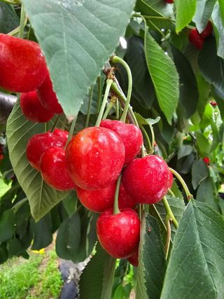 황둔얼렁뚱땅체리농부님의 옥수수 · 자유게시판 작성글 사진