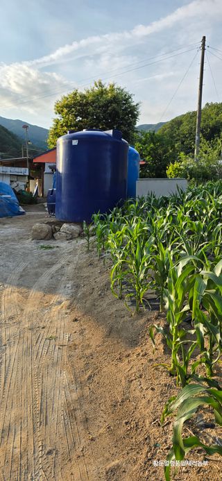 황둔얼렁뚱땅체리농부님의 옥수수 · 자유게시판 작성글 사진