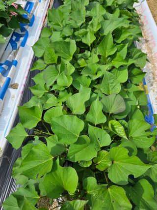 신칼라님의 고구마 · 영농일지 작성글 사진