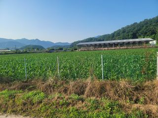 한우홍천 일관사육님의 옥수수 · 영농일지 작성글 사진