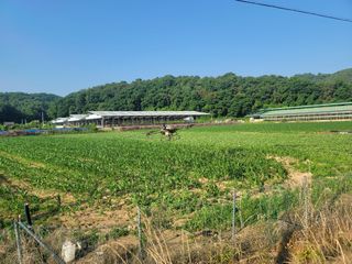 한우홍천 일관사육님의 옥수수 · 영농일지 작성글 사진