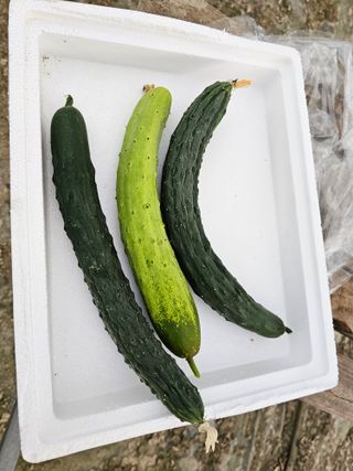 전주 용팔이님의 자유주제 · 자유게시판 작성글 사진