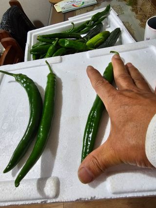 전주 용팔이님의 자유주제 · 자유게시판 작성글 사진