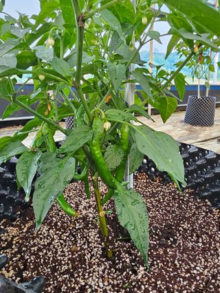 전주 용팔이님의 자유주제 · 자유게시판 작성글 사진