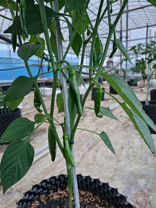 전주 용팔이님의 자유주제 · 자유게시판 작성글 사진