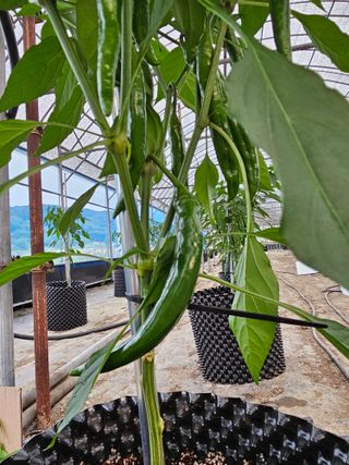 전주 용팔이님의 자유주제 · 자유게시판 작성글 사진