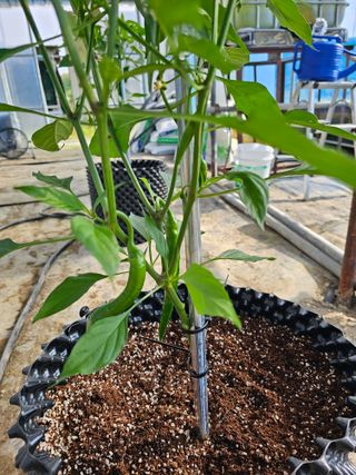 전주 용팔이님의 자유주제 · 자유게시판 작성글 사진