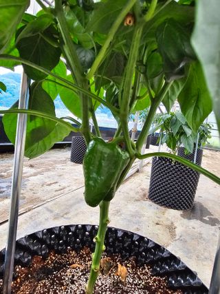 전주 용팔이님의 자유주제 · 자유게시판 작성글 사진