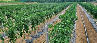 윤호미 님의 고추 · 영농일지 작성글 사진