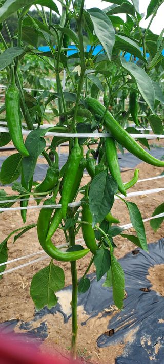 윤호미 님의 고추 · 영농일지 작성글 사진