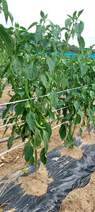 윤호미 님의 고추 · 영농일지 작성글 사진