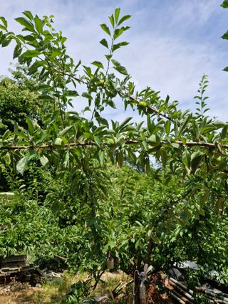 낙엽교목류21691님의 자유주제 · 자유게시판 작성글 사진