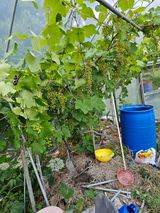 팜모닝 포도·영농일지 게시글 이미지