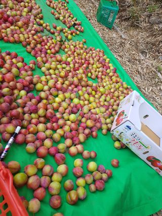 김경희님의 자두 · 영농일지 작성글 사진