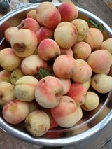 팜모닝 팜모닝·출석 게시글 이미지