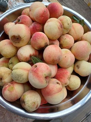 야생화님의 팜모닝 · 출석 작성글 사진