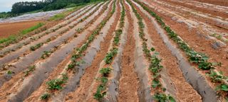 김재천님의 고구마 · 영농일지 작성글 사진