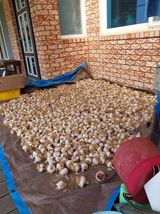 팜모닝 마늘·영농일지 게시글 이미지