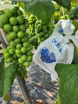 팜모닝 포도·영농일지 게시글 이미지