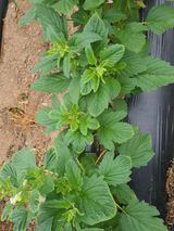 팜모닝 참깨·병해충상담 게시글 이미지