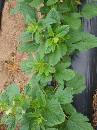 이상협님의 참깨 · 병해충상담 작성글 사진