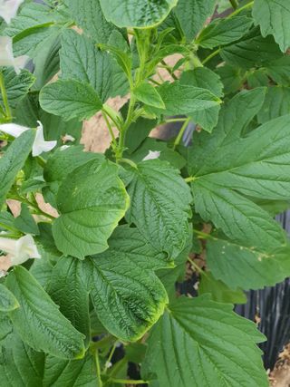 이상협님의 참깨 · 병해충상담 작성글 사진