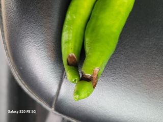 hkte님의 고추 · 병해충상담 작성글 사진