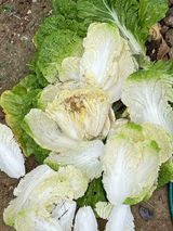 팜모닝 자유주제·자유게시판 게시글 이미지