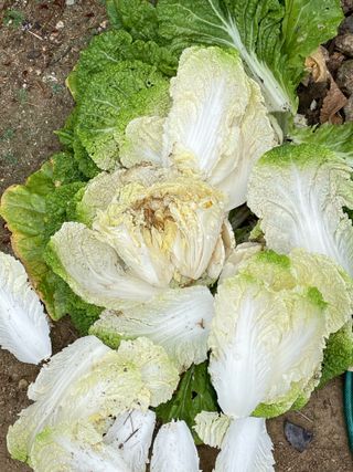 원영님의 자유주제 · 자유게시판 작성글 사진