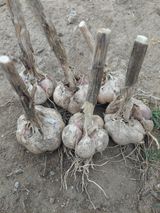 팜모닝 마늘·병해충상담 게시글 이미지