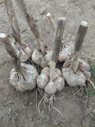 지금은 공돌이님의 마늘 · 병해충상담 작성글 사진