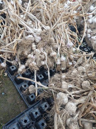 지금은 공돌이님의 마늘 · 병해충상담 작성글 사진