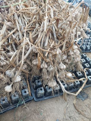 지금은 공돌이님의 마늘 · 병해충상담 작성글 사진