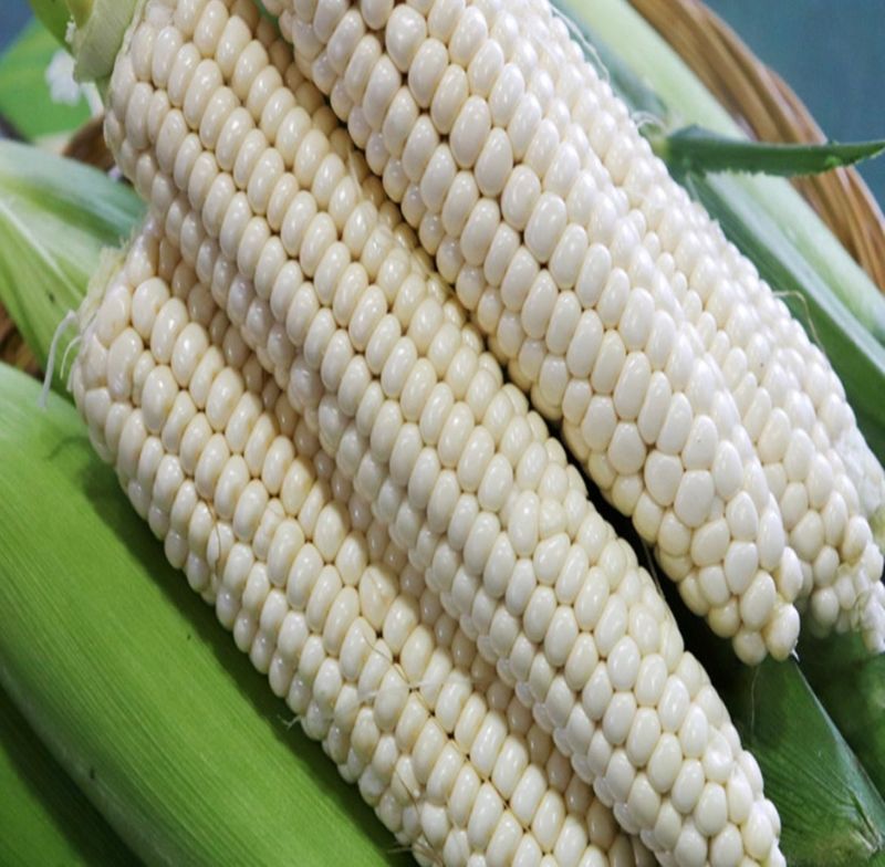 장터 상품 [(예약판매) 2024년 햇 찰옥수수 충북 괴산 대학 찰 옥수수 30개] 썸네일