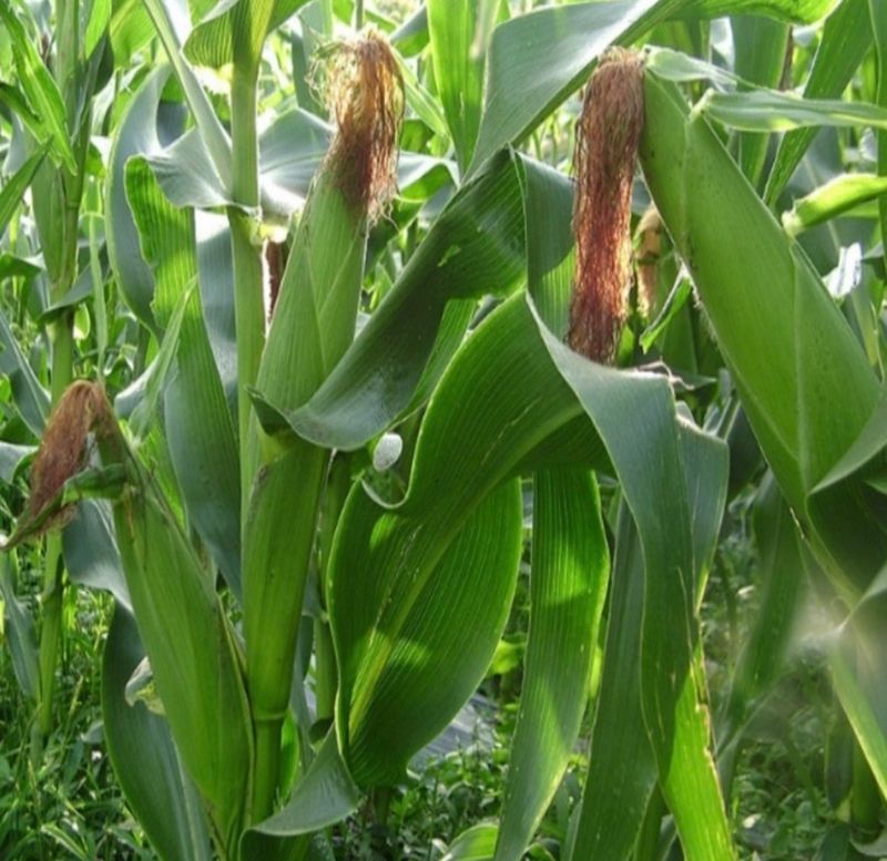 손가네한우님의 장터 판매 상품 [(예약판매) 2024년 햇 찰옥수수 충북 괴산 대학 찰 옥수수 30개] 첨부 사진