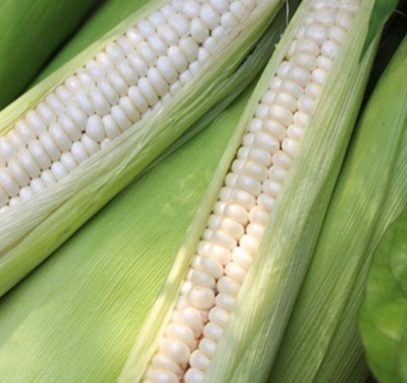 손가네한우님의 장터 판매 상품 [(예약판매) 2024년 햇 찰옥수수 충북 괴산 대학 찰 옥수수 30개] 첨부 사진