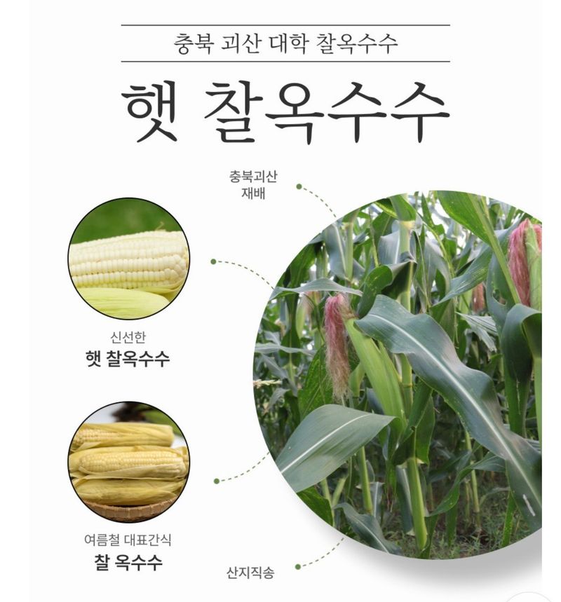 손가네한우님의 장터 판매 상품 [(예약판매) 2024년 햇 찰옥수수 충북 괴산 대학 찰 옥수수 30개] 첨부 사진