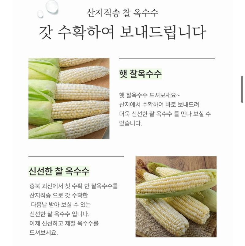 손가네한우님의 장터 판매 상품 [(예약판매) 2024년 햇 찰옥수수 충북 괴산 대학 찰 옥수수 30개] 첨부 사진