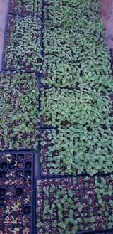 팜모닝 들깨·영농일지 게시글 이미지