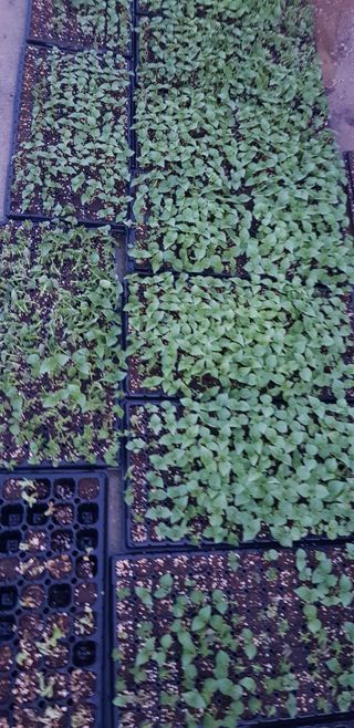 Mmebaik님의 들깨 · 영농일지 작성글 사진