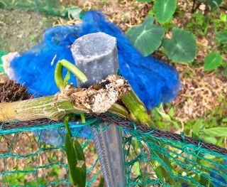 임경택님의 농사, 무엇이든 물어보세요! · 참여글 작성글 사진