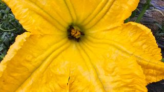 삼례텃밭지기님의 자유주제 · 자유게시판 작성글 사진