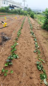 팜모닝 자유주제·자유게시판 게시글 이미지