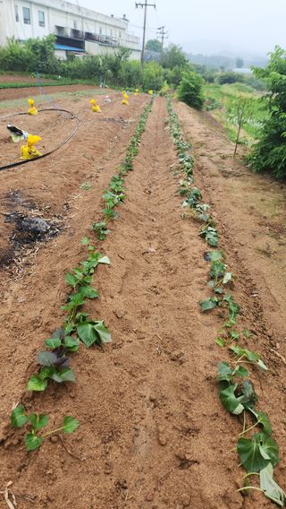 고추7938님의 자유주제 · 자유게시판 작성글 사진